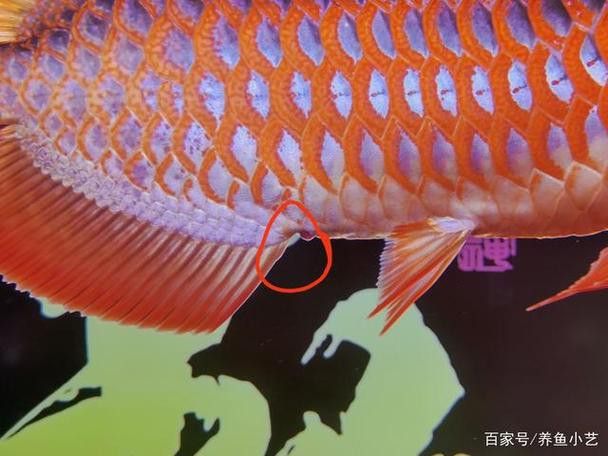 龍魚一片黑鱗