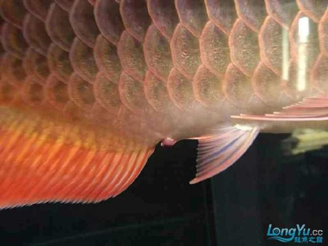龍魚一片黑鱗