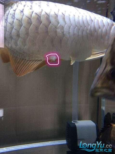 龍魚一片黑鱗