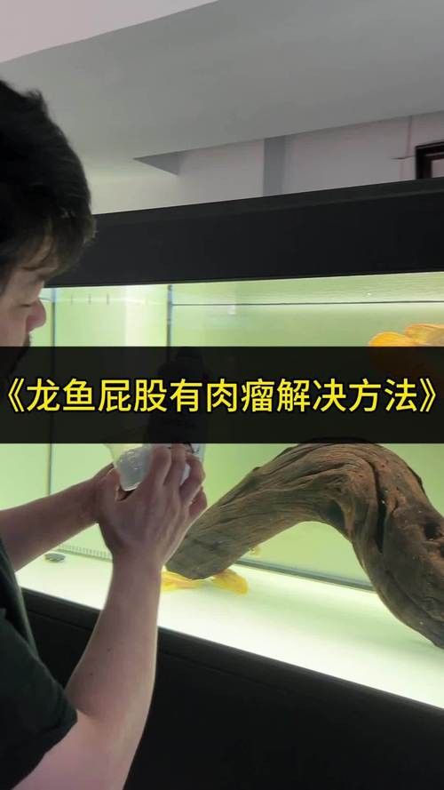 龍魚一片黑鱗
