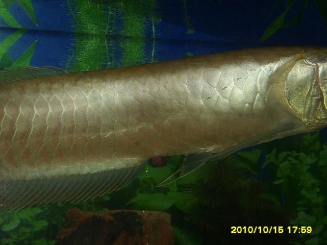 龍魚一片黑鱗