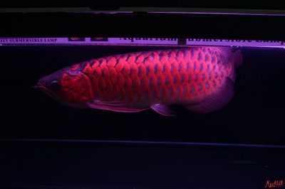 北京和興龍魚貿(mào)易：北京和興龍魚貿(mào)易公司