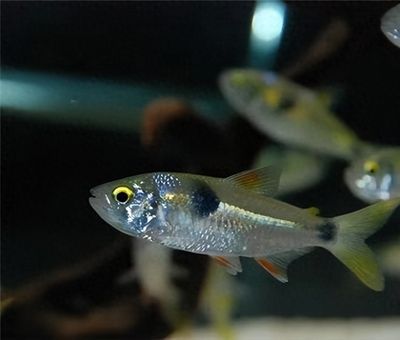 為什么曼龍魚互相撕咬（曼龍魚互相撕咬的原因）