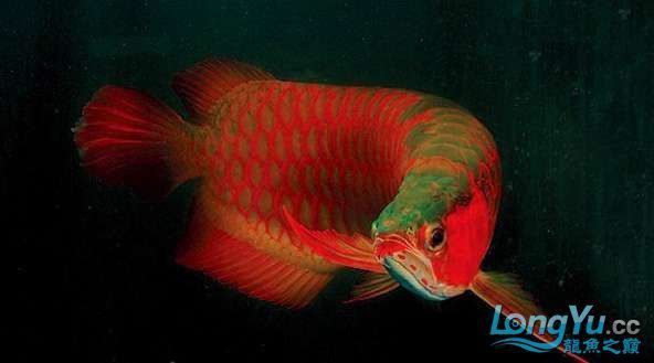 經常喂龍魚吃面包蟲會不會挑食