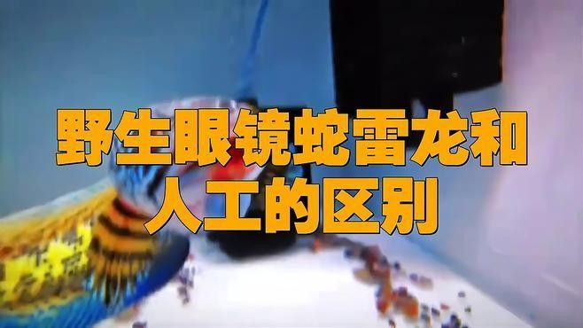 雷龍魚野生和人工區別在哪