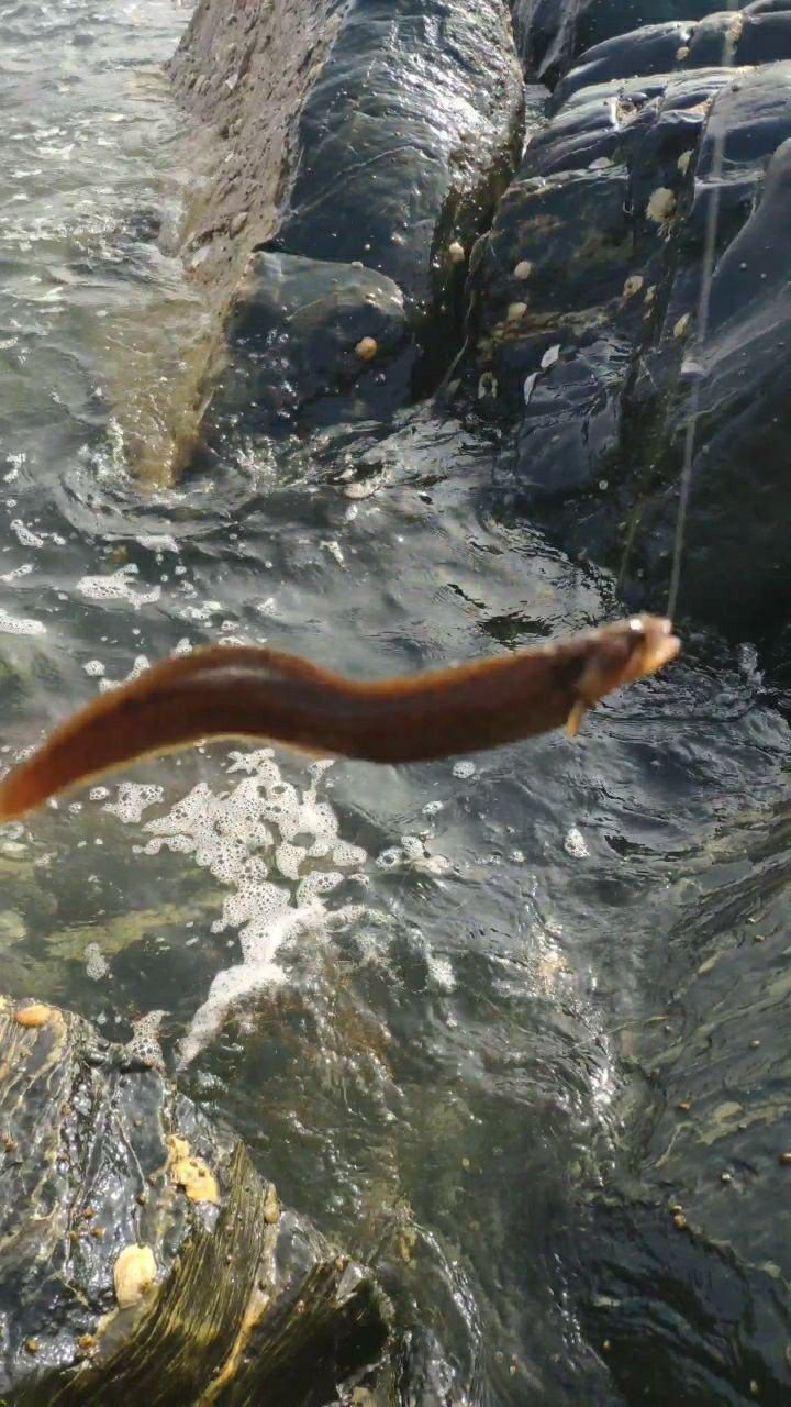 有沒有高清的龍鰍魚視頻資源？