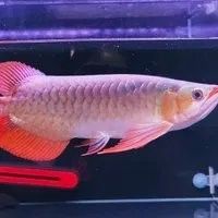 龍魚需要什么樣的過濾系統？