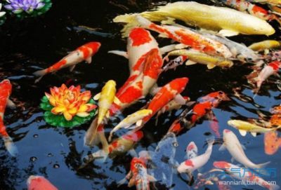 屬龍的人適合養多少條魚，養多少條魚好，：屬龍的人適合養什么魚，養多少條魚好， 屬龍的人適合養多少條魚，養多少條魚好，：屬龍的人適合養什么魚，養多少條魚好， 龍魚百科 第3張