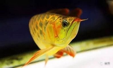 純水養龍魚好嗎：養龍魚是否使用純水是一個有爭議的話題以下是根據搜索結果得出的一些信息