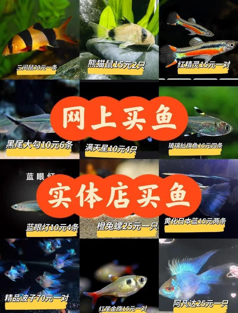 觀賞魚市場價格查詢 龍魚百科 第3張 觀賞魚市場價格查詢 觀賞魚市場價格查詢 龍魚百科 第3張