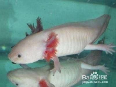 六角恐龍魚 水深：六角恐龍魚的水深應該控制在15-20厘米之間 六角恐龍魚 水深：六角恐龍魚的水深應該控制在15-20厘米之間 龍魚百科 第5張