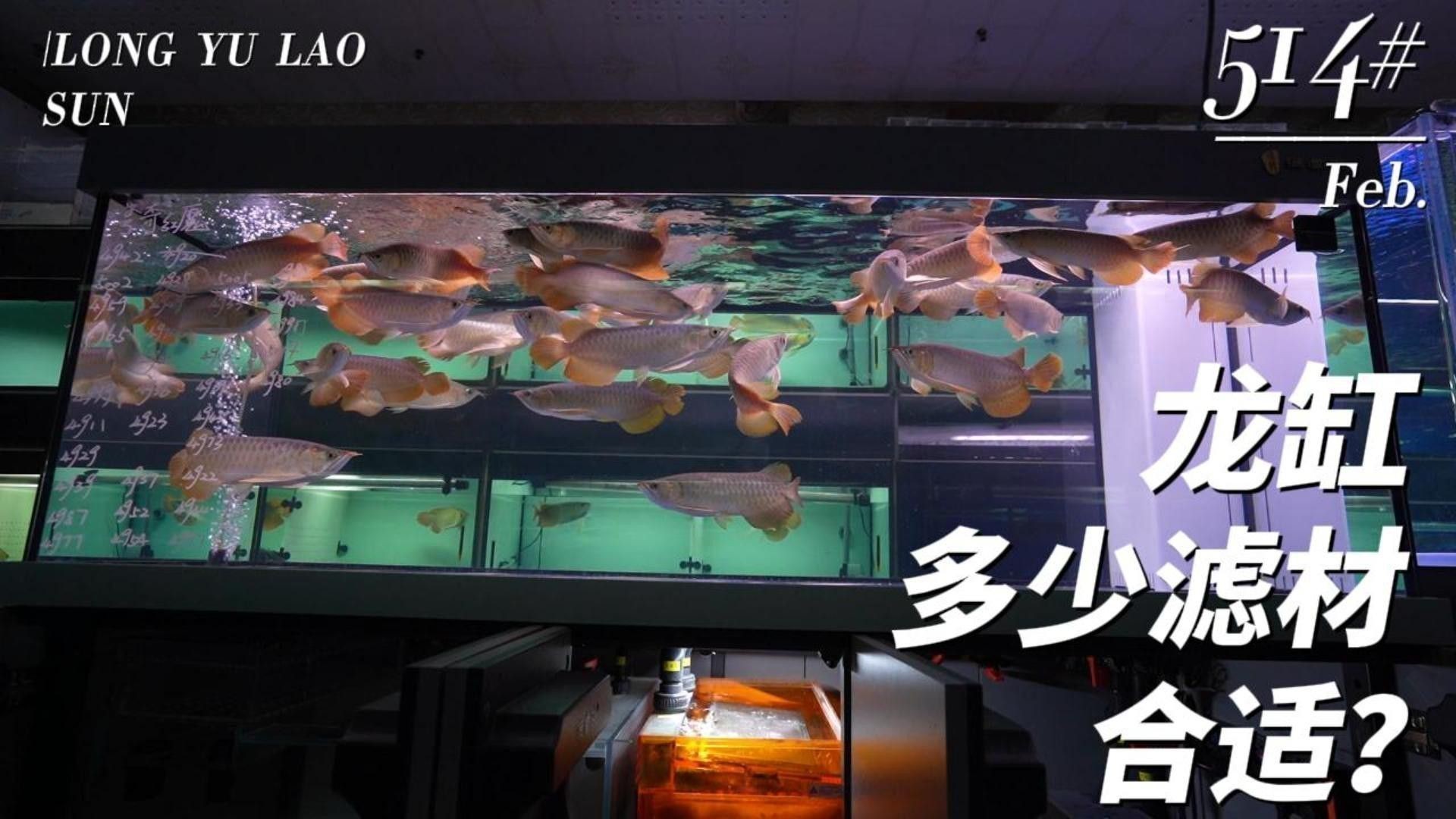 推薦幾款適合龍魚飼養的過濾系統