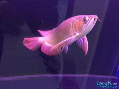 龍魚倒缸后半個月不吃食會死嗎：龍魚倒缸后半個月不吃食會對龍魚健康產生負面影響 龍魚倒缸后半個月不吃食會死嗎：龍魚倒缸后半個月不吃食會對龍魚健康產生負面影響 龍魚百科 第3張