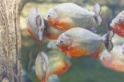 紅腹水虎和龍魚(yú)混養(yǎng)：紅腹水虎魚(yú)和龍魚(yú)可以混養(yǎng)嗎？