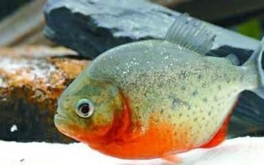 紅腹水虎和龍魚(yú)混養(yǎng)：紅腹水虎魚(yú)和龍魚(yú)可以混養(yǎng)嗎？