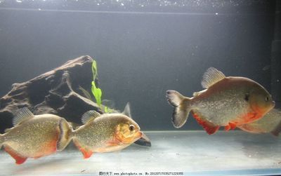 紅腹水虎和龍魚(yú)混養(yǎng)：紅腹水虎魚(yú)和龍魚(yú)可以混養(yǎng)嗎？