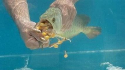 金龍魚(yú)吃的蟲(chóng)子：金龍魚(yú)可以吃什么蟲(chóng)子