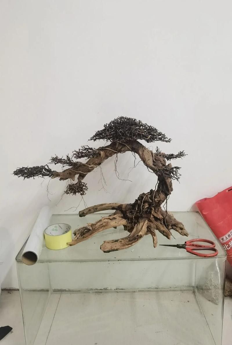 龍魚沉木造景位置圖片