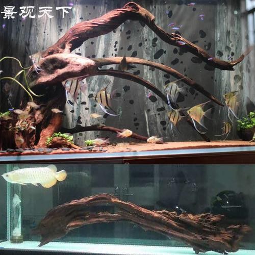 龍魚沉木造景位置圖片