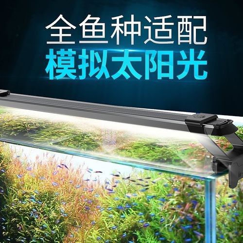 龍魚沉木造景位置圖片