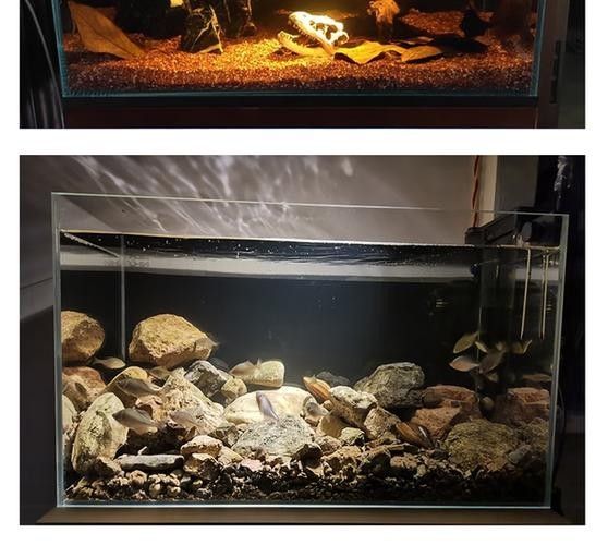 龍魚沉木造景位置圖片