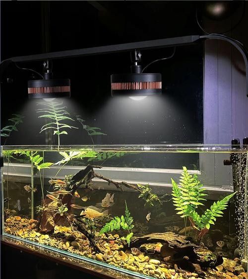 龍魚沉木造景位置圖片