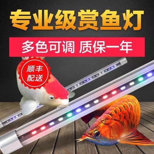 龍魚沉木造景位置圖片