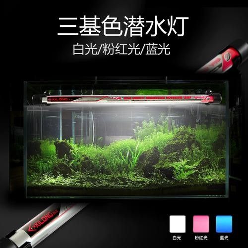 龍魚沉木造景位置圖片