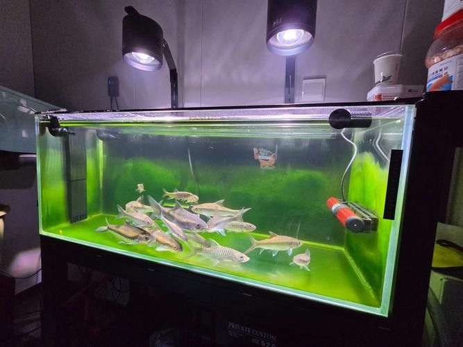 龍魚沉木造景位置圖片