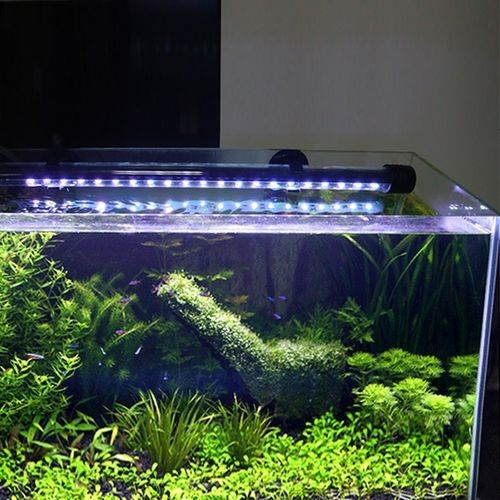 龍魚沉木造景位置圖片