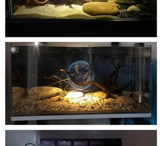 龍魚沉木造景位置圖片
