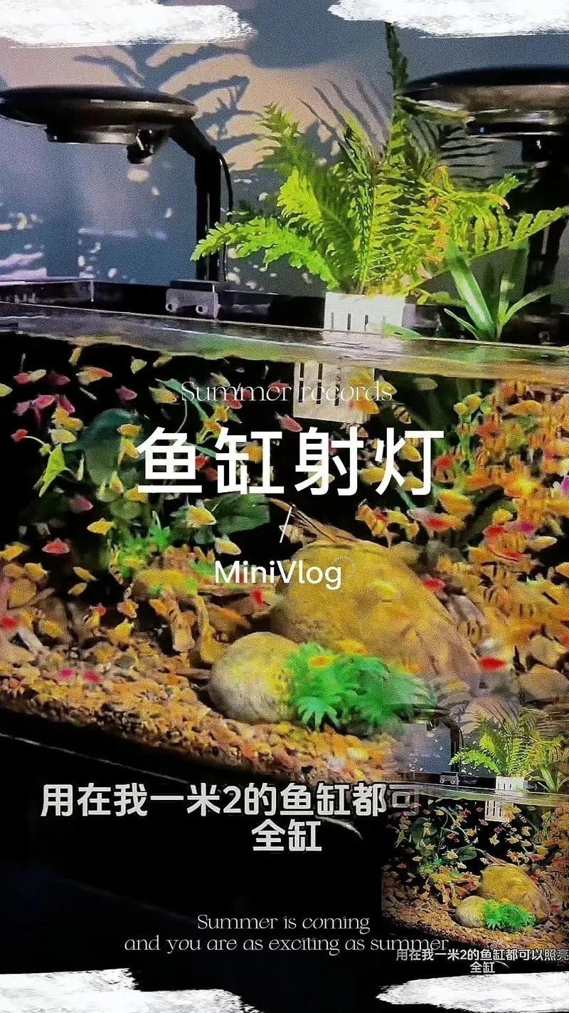 龍魚沉木造景位置圖片