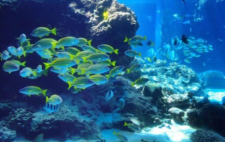 秦皇島龍魚專賣店