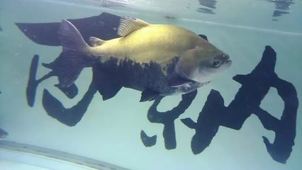眼斑魚混養注意事項：混養眼斑魚需要注意以下幾點：選擇適合混養的魚類種類