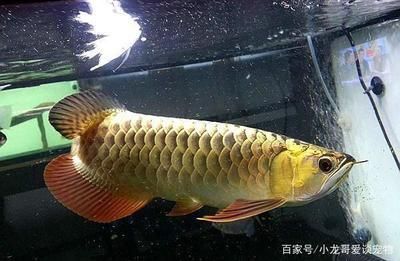 龍魚水溫要求多少度：冬季養龍魚水溫控制方法,龍魚水溫過高應對措施