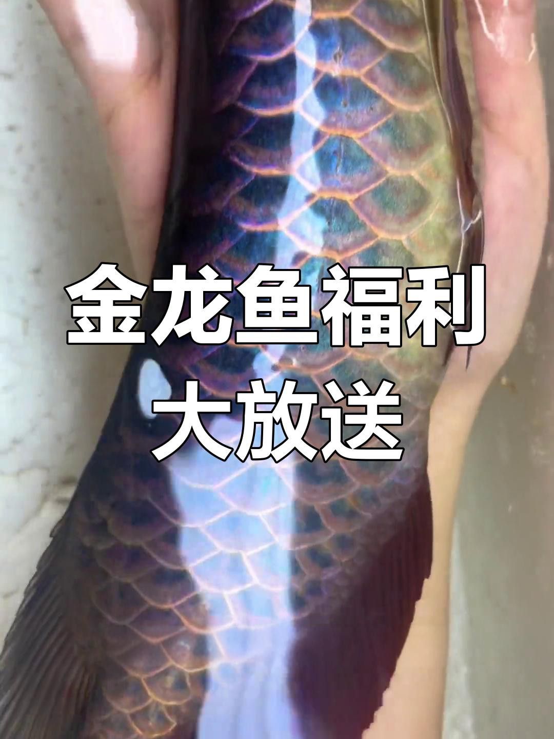如何判斷紫底金頭過背金龍魚的品質？ 如何判斷紫底金頭過背金龍魚的品質？ 龍魚百科 第1張