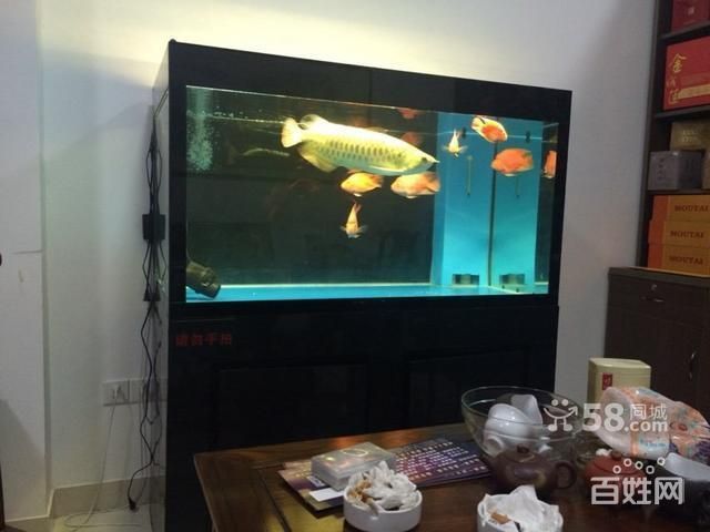 紅龍魚不紅怎么辦：想讓你的紅龍魚變紅，你需要從多個方面入手，你需要從多方面入手 紅龍魚不紅怎么辦：想讓你的紅龍魚變紅，你需要從多個方面入手，你需要從多方面入手 龍魚百科 第2張