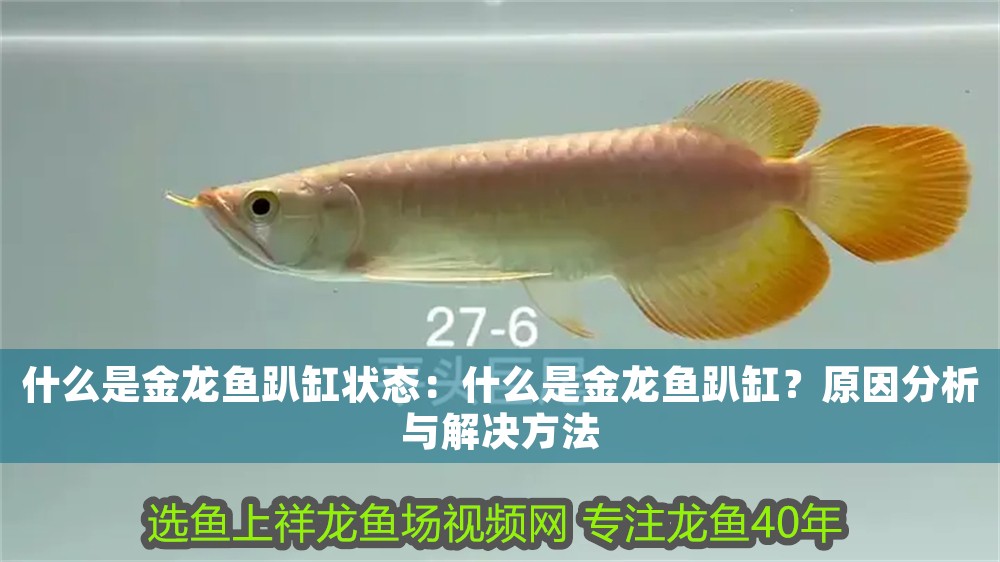 什么是金龍魚趴缸狀態：什么是金龍魚趴缸？原因分析與解決方法