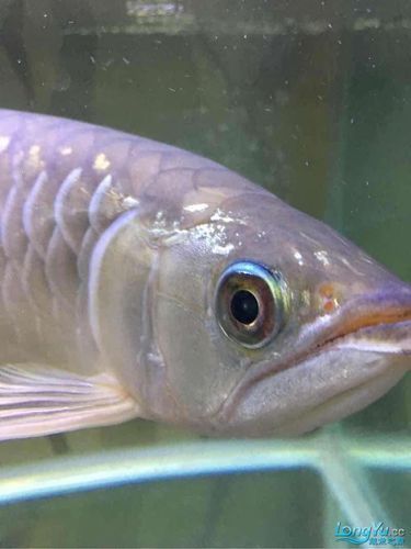 給我一張龍魚眼睛凸起的圖片