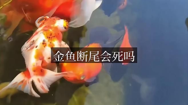 魚爛尾巴后多久會死亡？