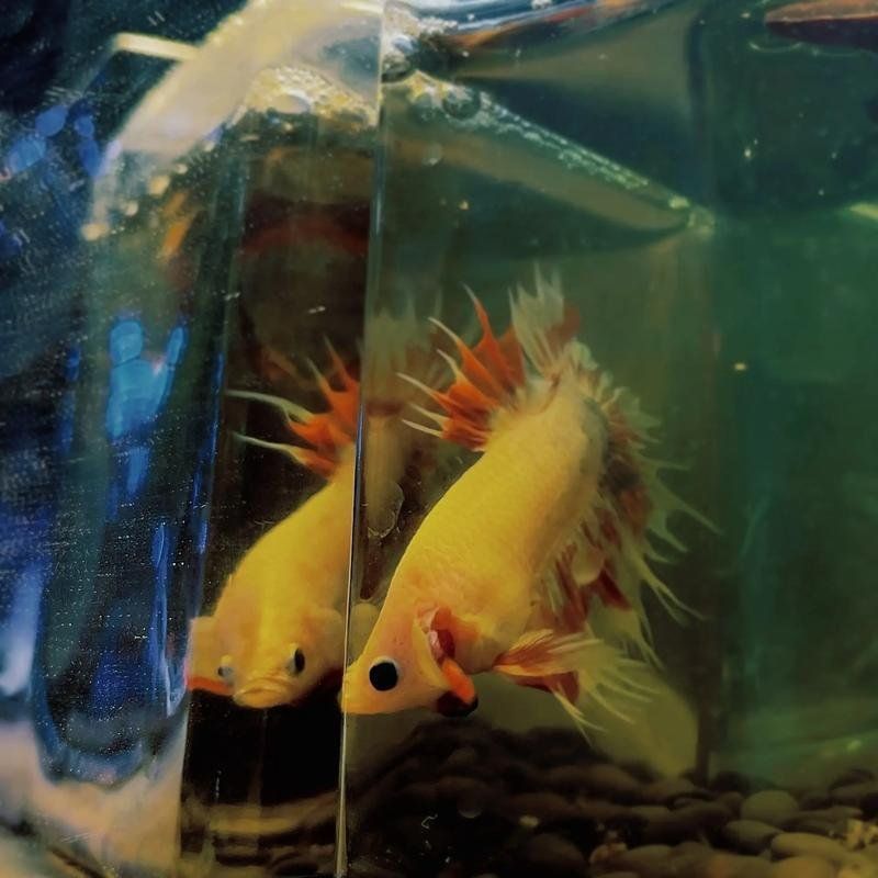 魚爛尾巴后多久會死亡？