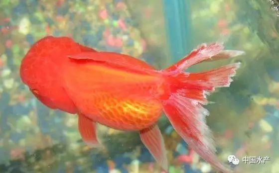 魚爛尾巴后多久會(huì)死亡？
