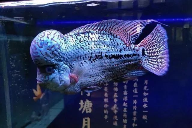 如何緩解龍魚的心理壓力？ 如何緩解龍魚的心理壓力？ 龍魚百科 第3張