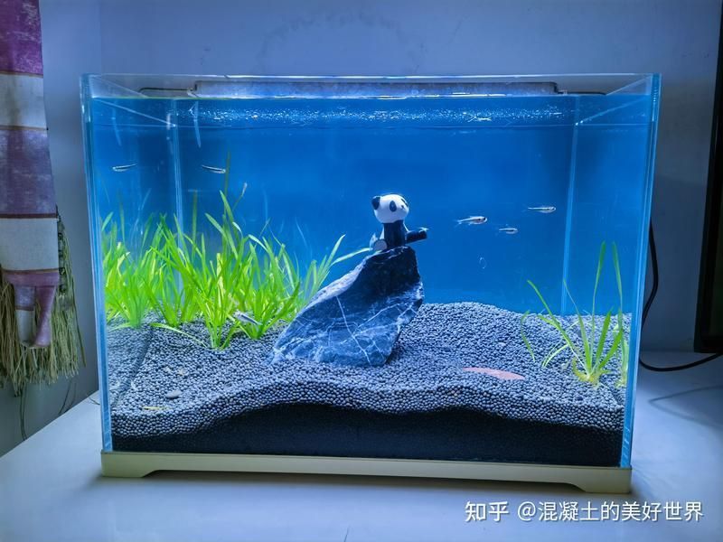 魚缸尺寸最忌三種 魚缸尺寸最忌三種 龍魚百科 第10張