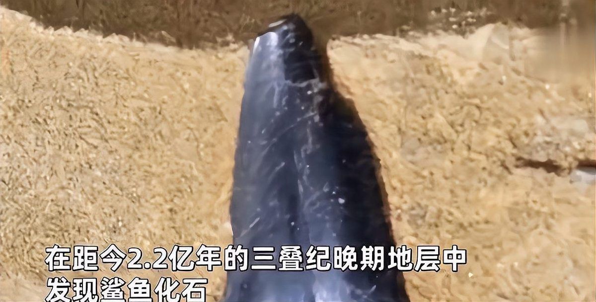 恐龍時(shí)代有鯊魚嗎