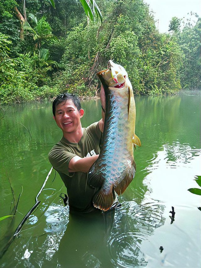 中國哪里有野生龍魚苗賣