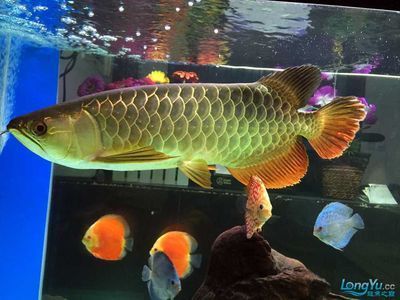 最漂亮的紅龍魚排名第一是誰：哪種紅龍魚最漂亮？