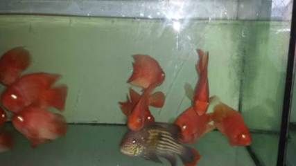 龍魚吃錦鯉視頻大全：龍魚吃錦鯉的行為是基于其自然的捕食本能