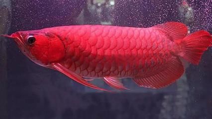 龍魚吃錦鯉視頻大全：龍魚吃錦鯉的行為是基于其自然的捕食本能