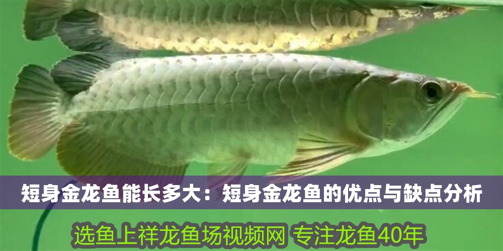 短身金龍魚能長多大：短身金龍魚的優點與缺點分析 短身金龍魚能長多大：短身金龍魚的優點與缺點分析 龍魚百科 第1張